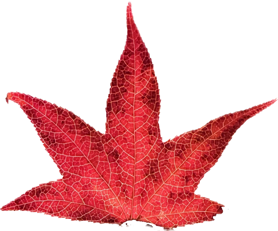 A red autumn leaf